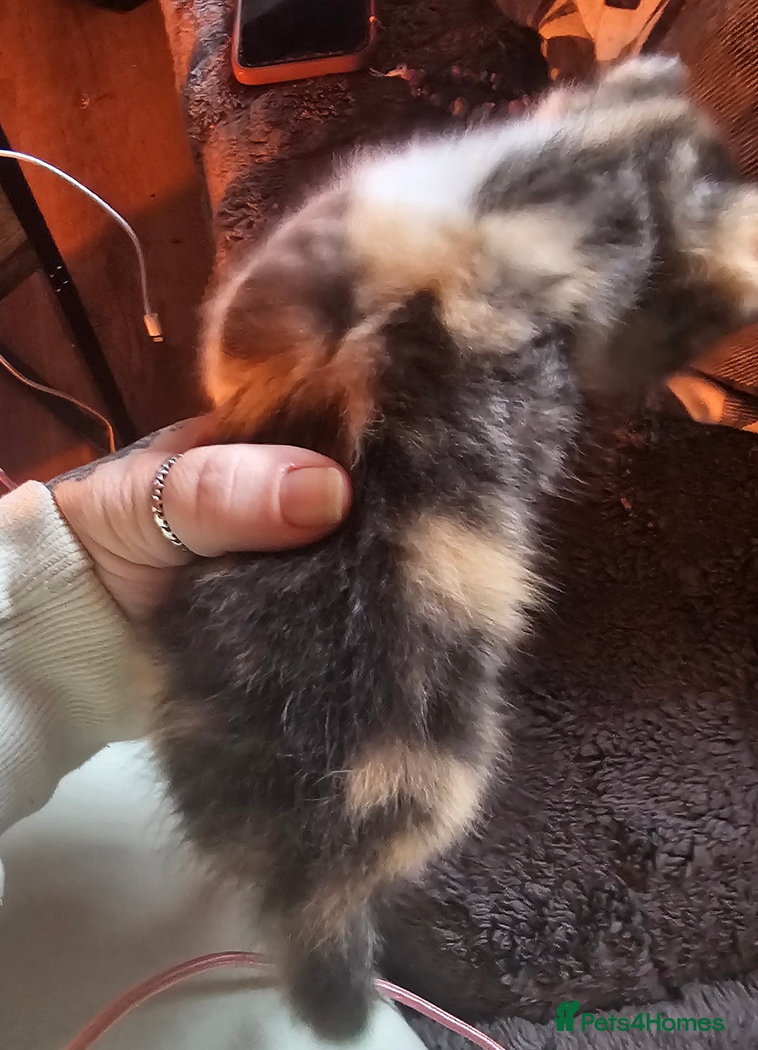 Mixed Breed cats for sale: Calico girl 6 week - Advert 4