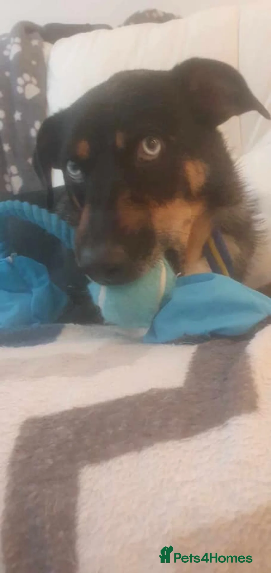 Mixed Breed dogs for adoption: Jack - Norwich Norfolk  in Norwich - Advert 12