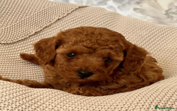 Toy Poodle dogs for sale: Beautiful Pure bred Tiny Toy Poodle puppies - Advert 5