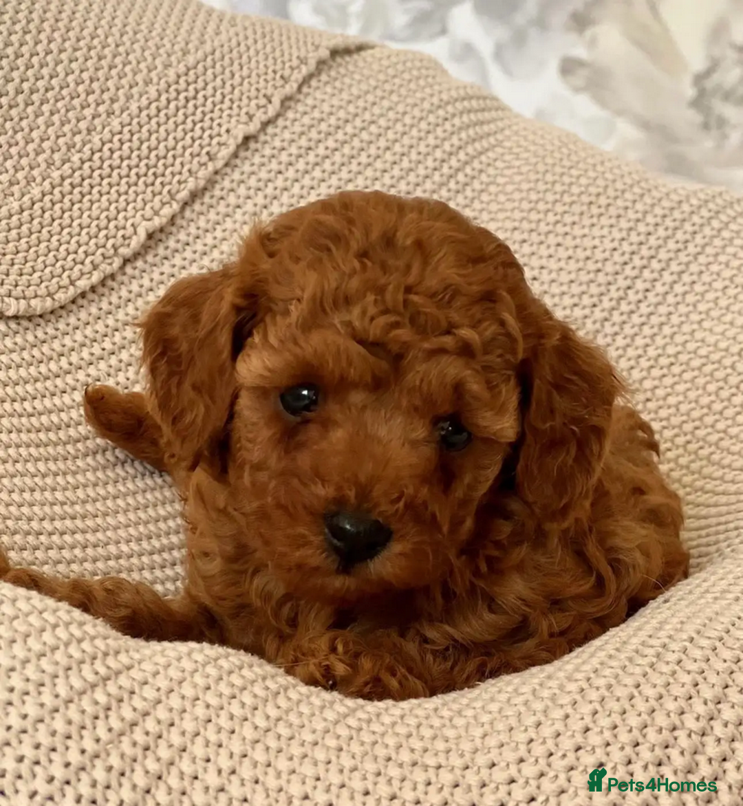 Toy Poodle dogs for sale: Beautiful Pure bred Tiny Toy Poodle puppies - Advert 5