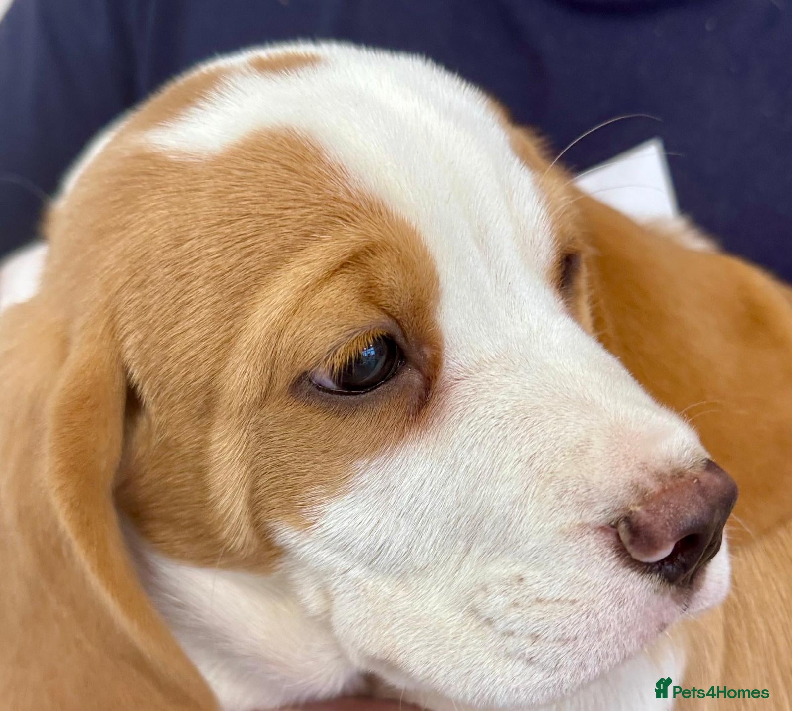Beagle dogs KC REGISTERED MALE PUPPY - Advert 1