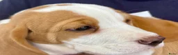 Beagle dogs for sale: KC REGISTERED MALE PUPPY - Advert 1