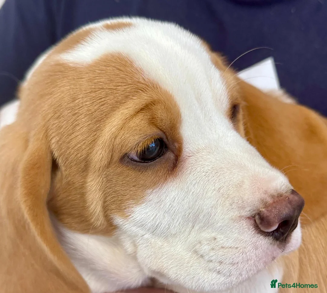 Beagle dogs for sale: KC REGISTERED MALE PUPPY - Advert 1