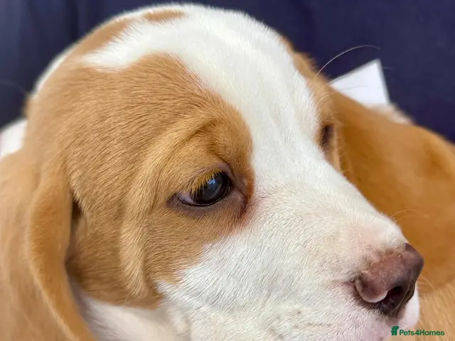 Beagle dogs for sale: KC REGISTERED MALE PUPPY - Advert 1