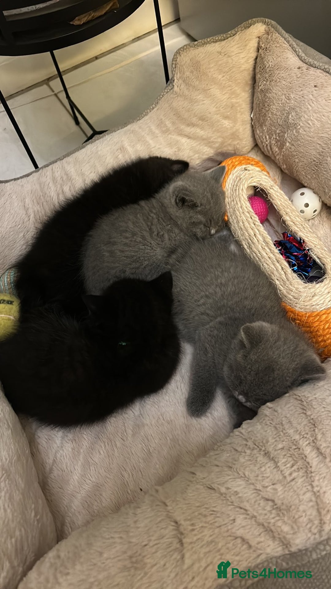 British Shorthair cats for sale: Only 1 girl left!! Pure British shorthair kittens  - Advert 21