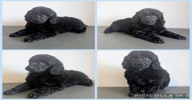 Miniature Poodle dogs - Advert 4