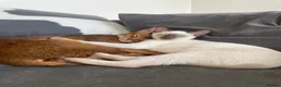 Abyssinian cats for sale: Handsome Abyssinian Boy in Stafford - Advert 5