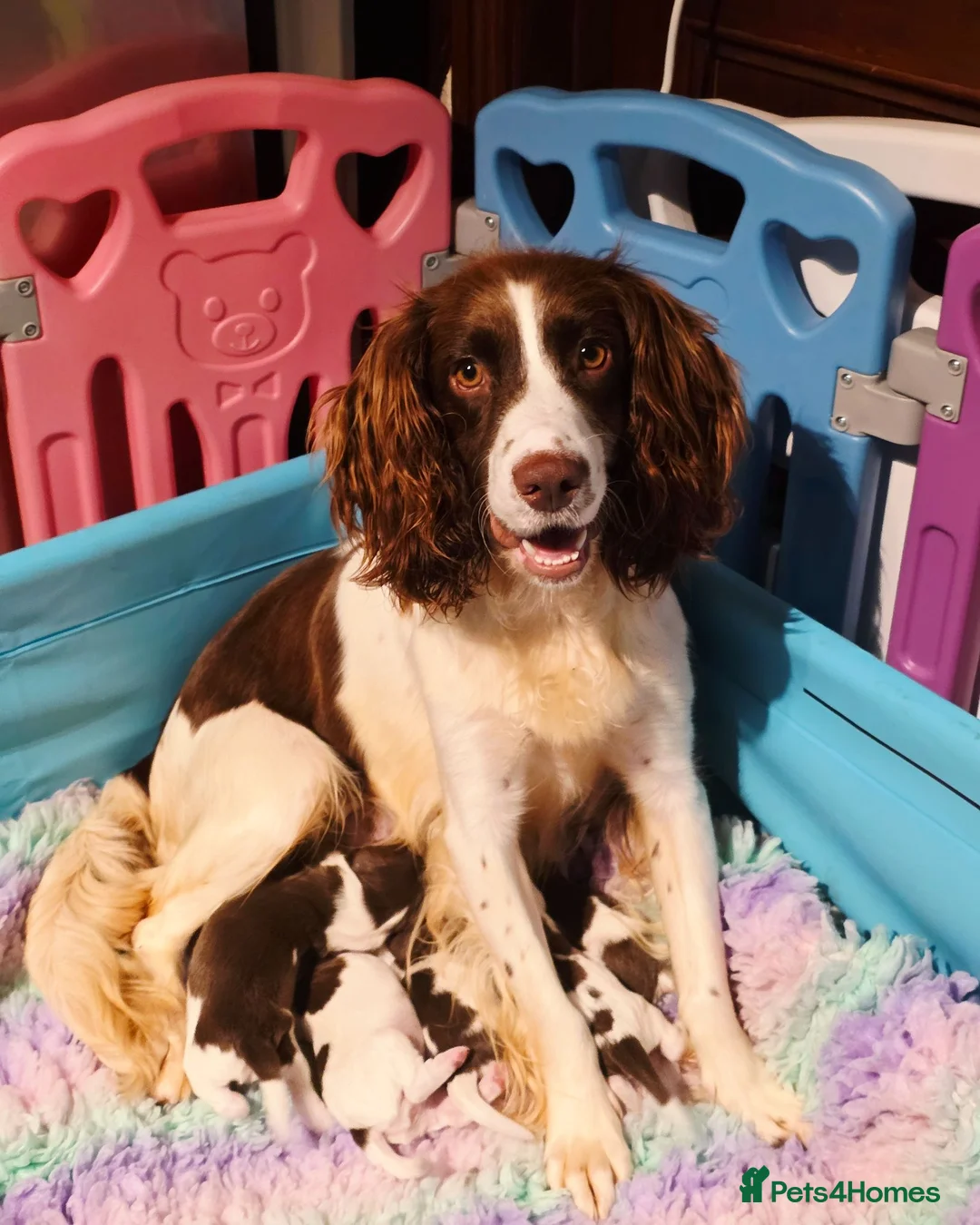 English Springer Spaniel dogs for sale: KC Health Tested, Home Reared 5 ⭐️ Liver Pups - Advert 1
