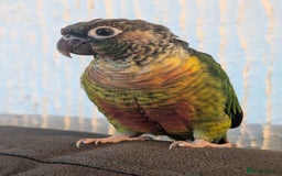 Conures birds for sale: Young hand reered conure for sale - Image 2