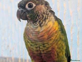 Conures birds - Advert 2