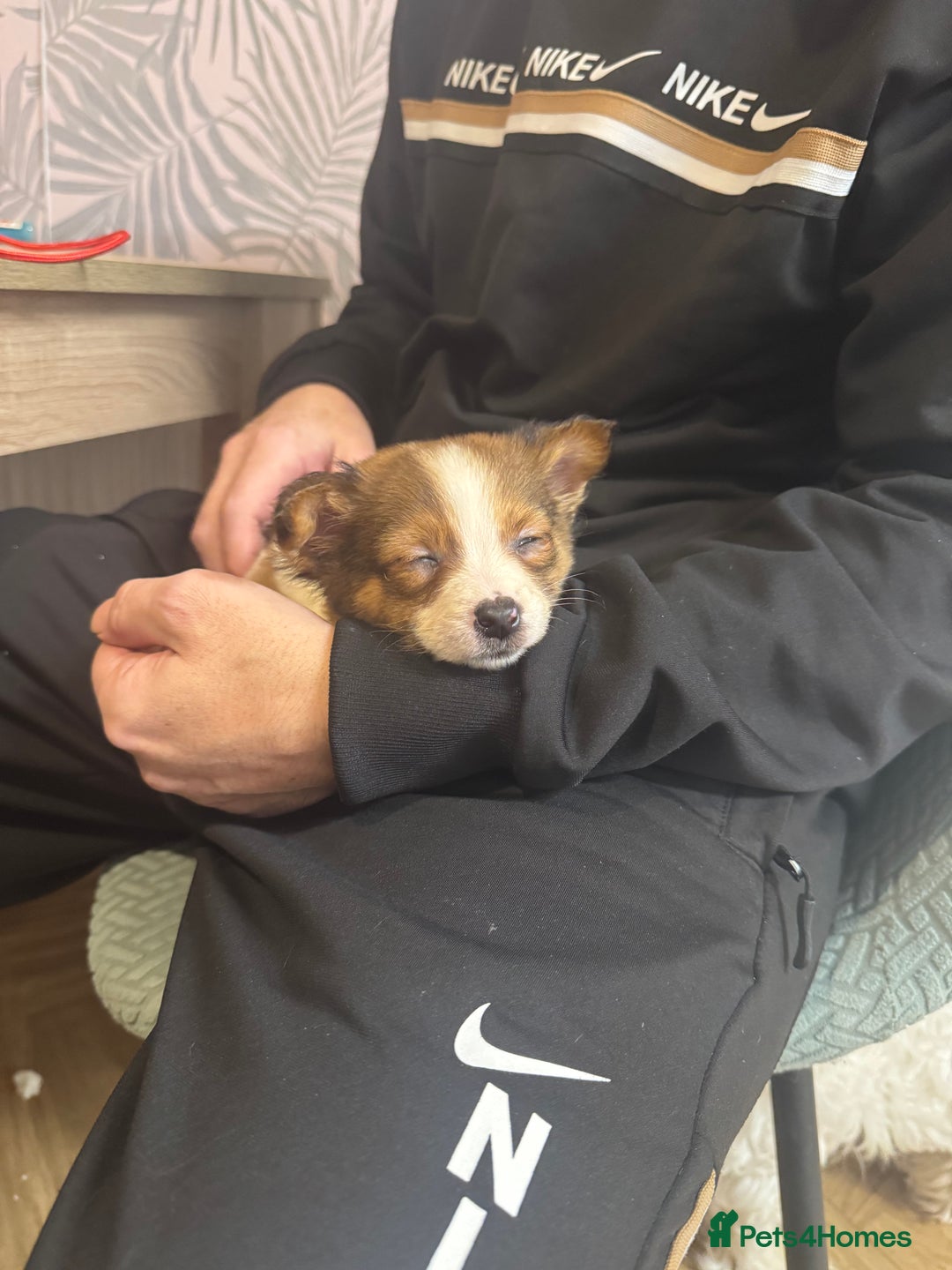 Jackapoo dogs for sale: 2 beautiful jackpoo  - Advert 7