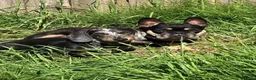 Dachshund dogs for stud: Dachshund for stud 25£ deposit r in Burnley - Advert 7