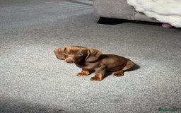 Miniature Dachshund dogs for sale: Miniature dachshund  - Image 1