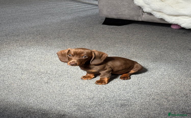 Miniature Dachshund dogs - Advert 5
