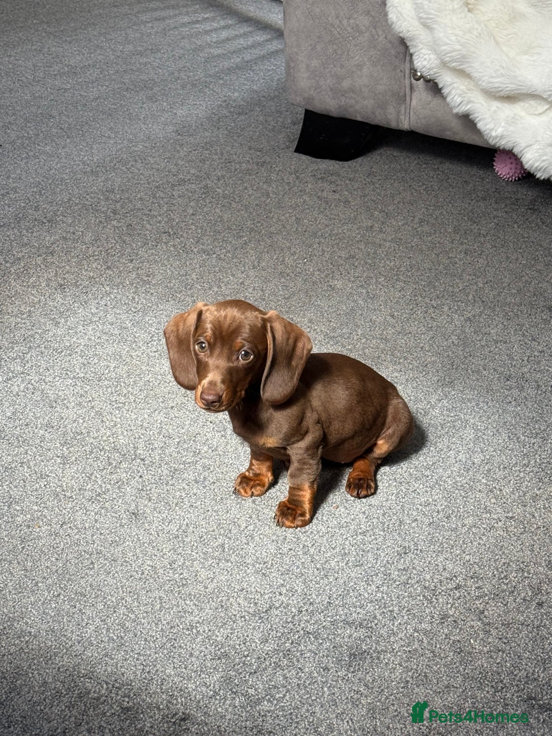 Miniature Dachshund dogs for sale: Miniature dachshund  - Image 1