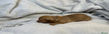Miniature Dachshund Puppy 5