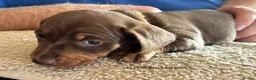 Miniature Dachshund dogs for sale: Adorable litter of Miniature Dachshund Puppies - Advert 14