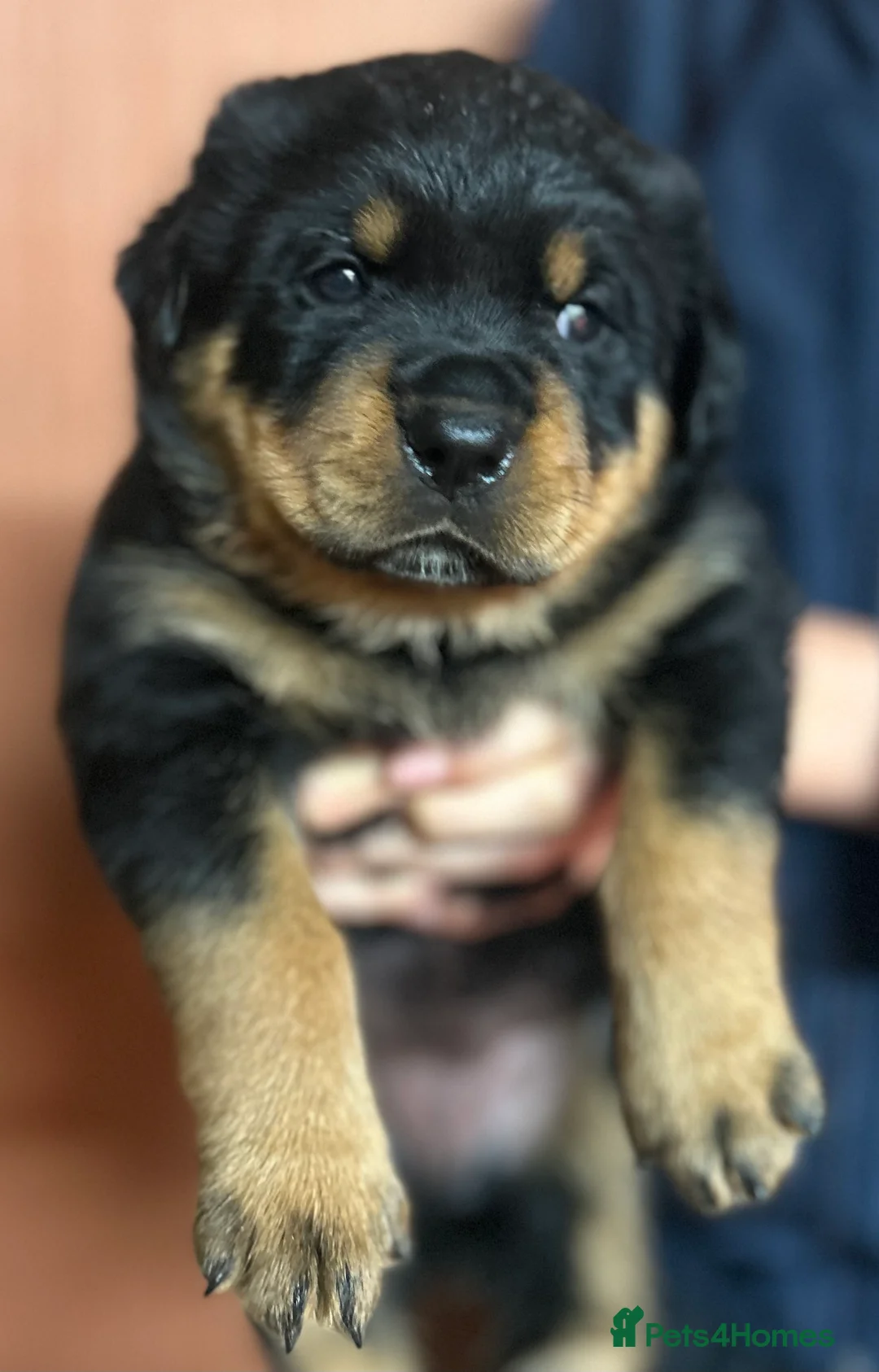 Rottweiler dogs for sale: Stunning KC registered Rottweiler puppies for sale - Advert 2