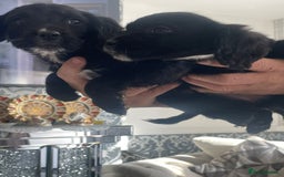 English Springer Spaniel dogs for sale: 2 beautiful english springer spaniels  - Image 1