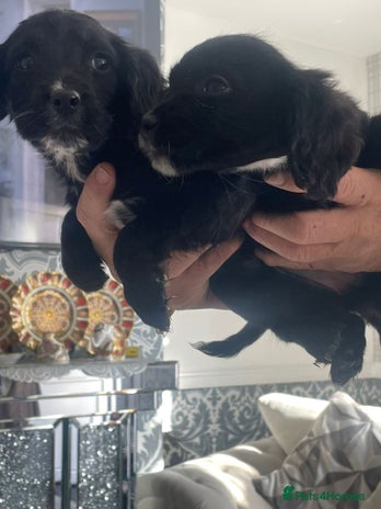 English Springer Spaniel dogs - Advert 16