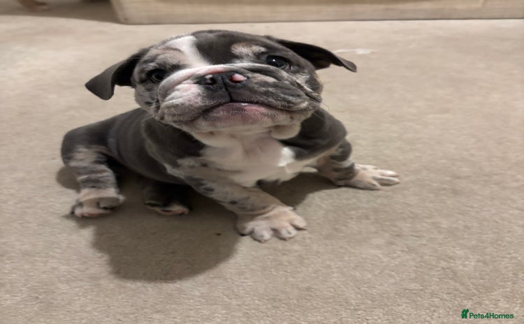 English Bulldog dogs LAST 3 GIRLS READY NOW - Advert 3