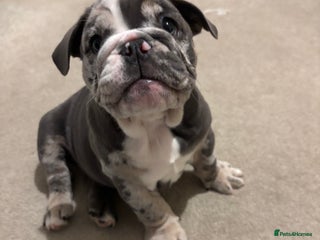 English Bulldog dogs LAST 3 GIRLS READY NOW - Advert 16