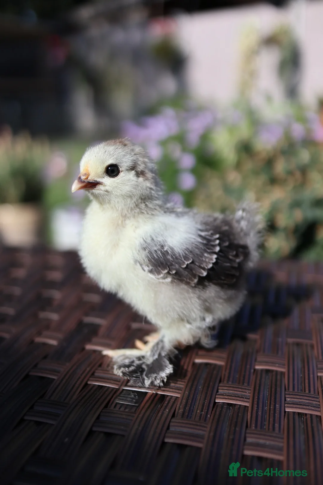Chickens poultry for sale: Beautiful Pekin Bantam Chicks - Including Frizzle - Advert 2