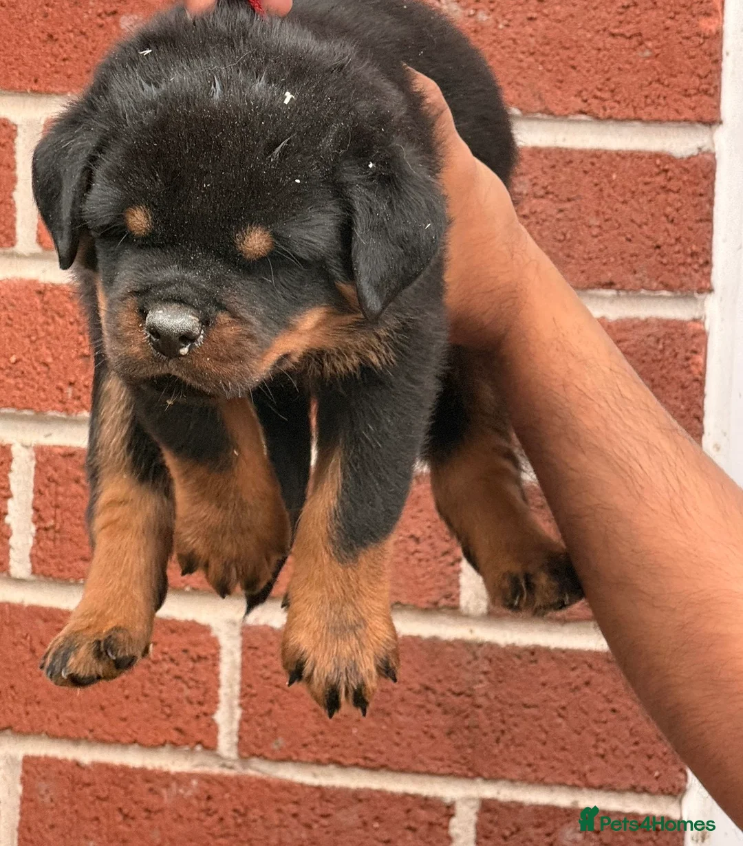 Rottweiler dogs for sale: Top quality kc pups for sale timitor X edelstein - Advert 13