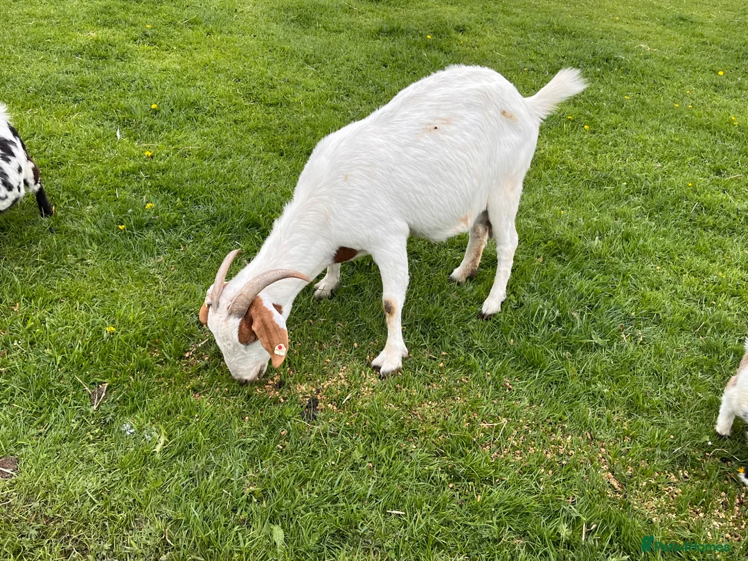 Goats livestock for sale: 2 Boer Nannie goats  - Advert 2