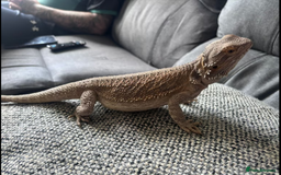 Bearded Dragon reptiles for sale: Bearded dragon with full setup Reeady. - Image 2