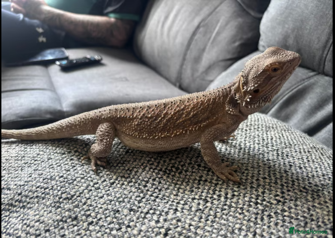 Bearded Dragon reptiles for sale: Bearded dragon with full setup Reeady. - Image 2