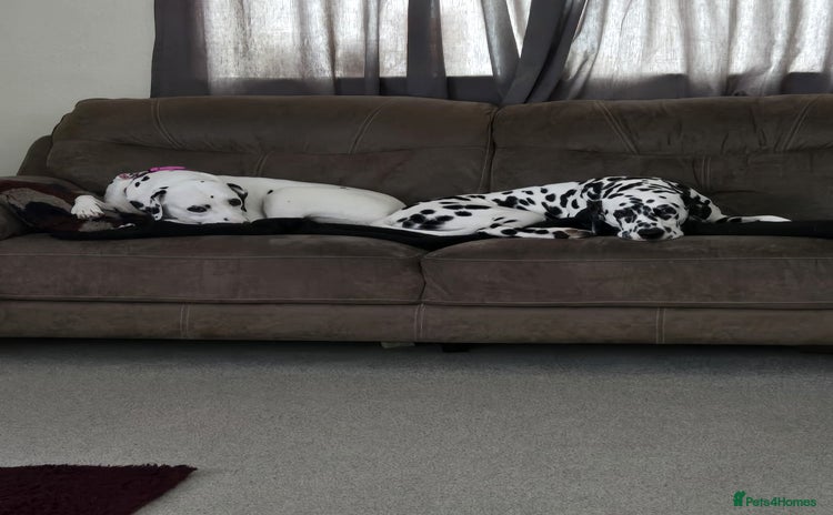 Dalmatian dogs - Advert 1