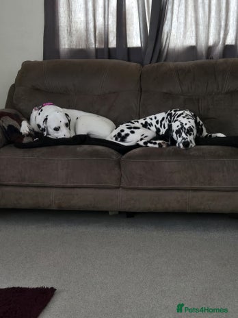 Dalmatian dogs - Advert 1