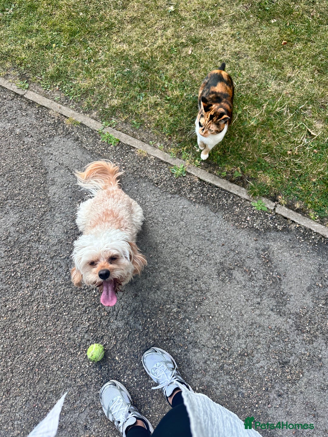 Cockapoo dogs for sale: Milo - Cavapoo - Advert 5