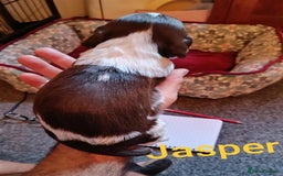 English Springer Spaniel dogs for sale: Working bred KC English Springer Spaniels puppies  - Image 18