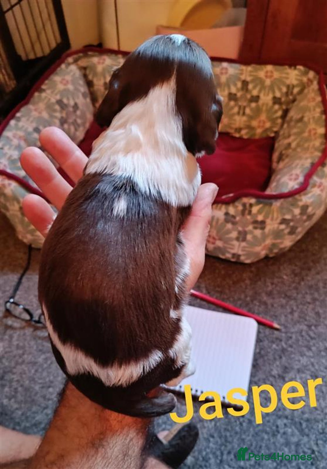 English Springer Spaniel dogs for sale: Working bred KC English Springer Spaniels puppies  - Image 18