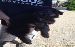 German Shepherd dogs for sale: german shepherd pups - Image 6