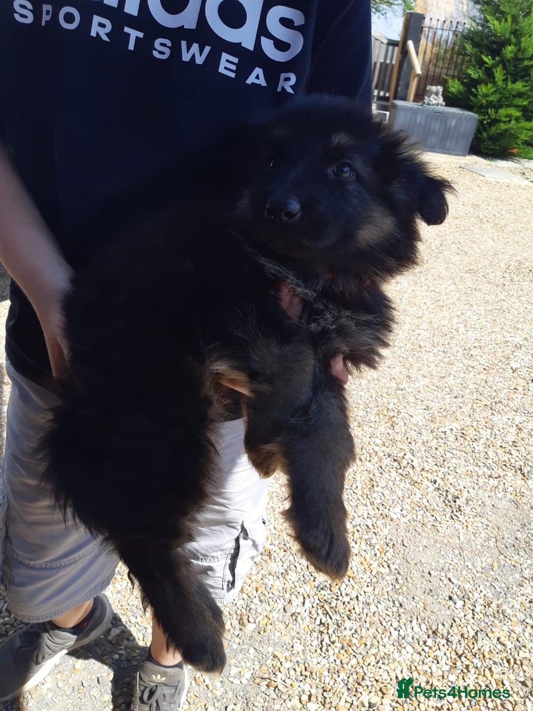 German Shepherd dogs for sale: german shepherd pups - Image 6