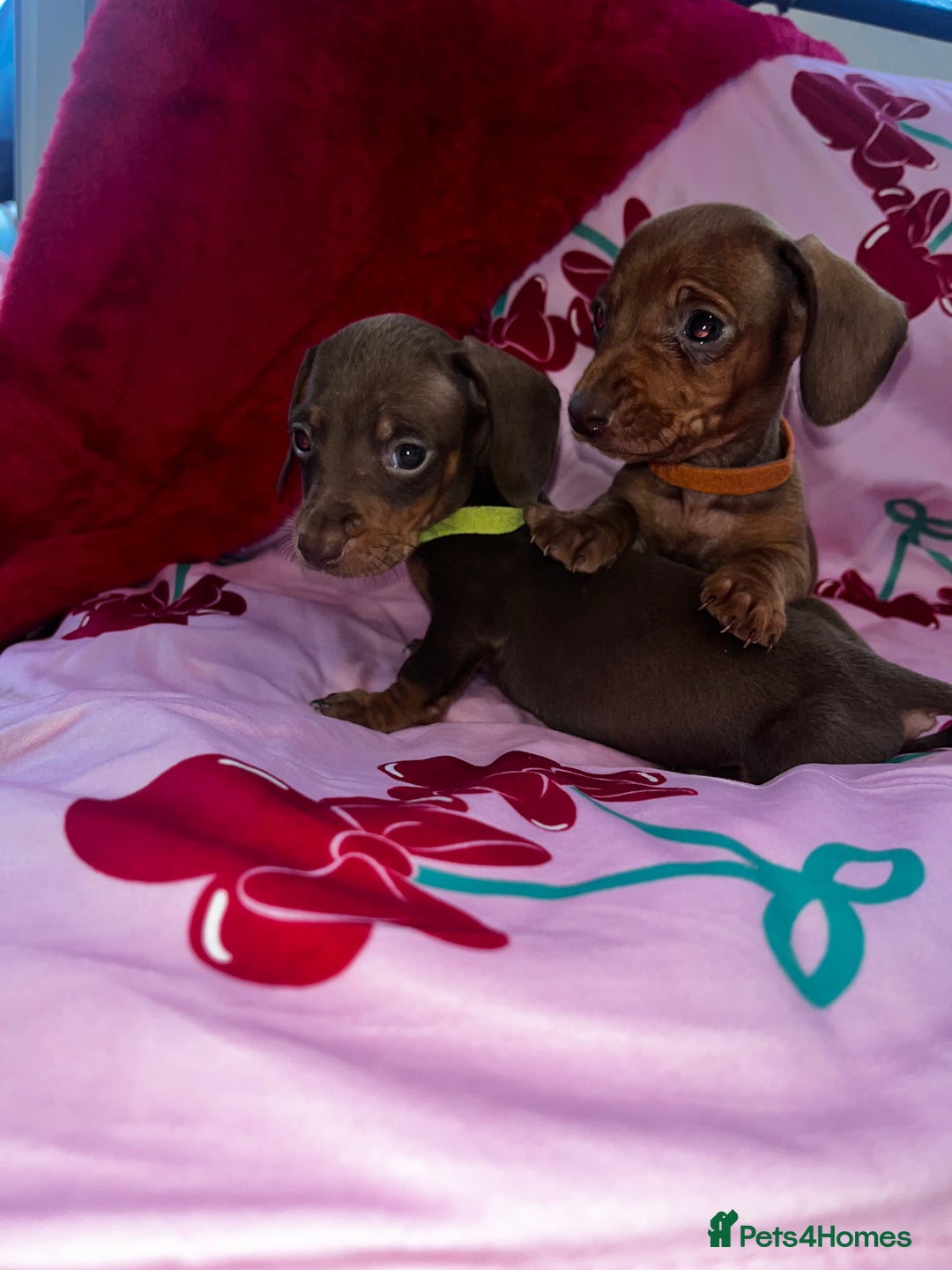 Miniature Dachshund dogs for sale: Miniature dachshund  - Advert 2