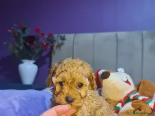 Toy Poodle dogs TOY POODLES Last one boy available - Advert 14