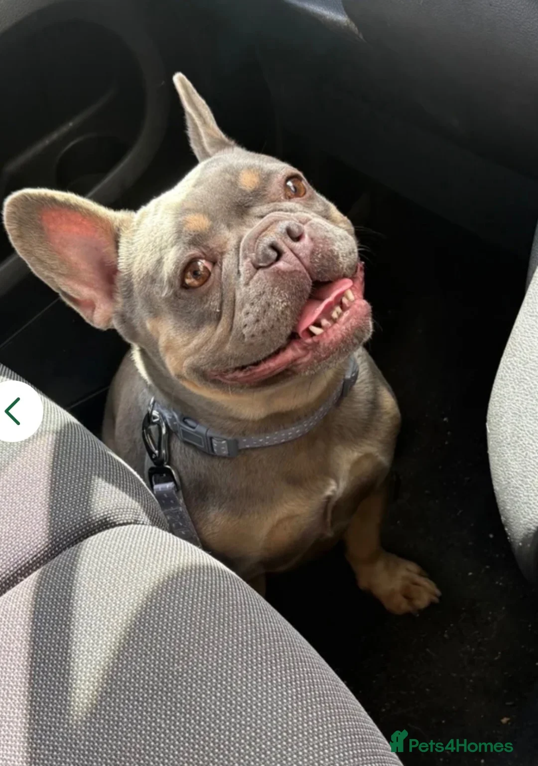 French Bulldog dogs for sale: Female French bulldog in Middlesbrough - Advert 5