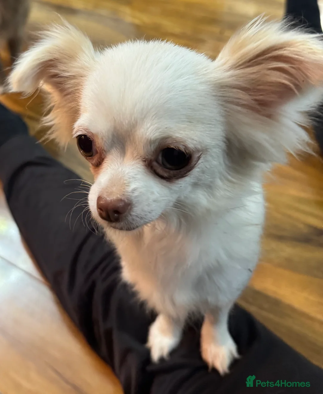 Chihuahua dogs for sale: Stunning Long Haired Chihuahuas - Advert 11