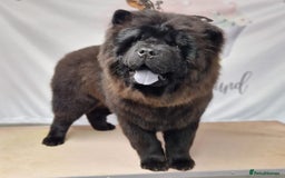 Chow Chow dogs for sale: Big bear  - Image 2