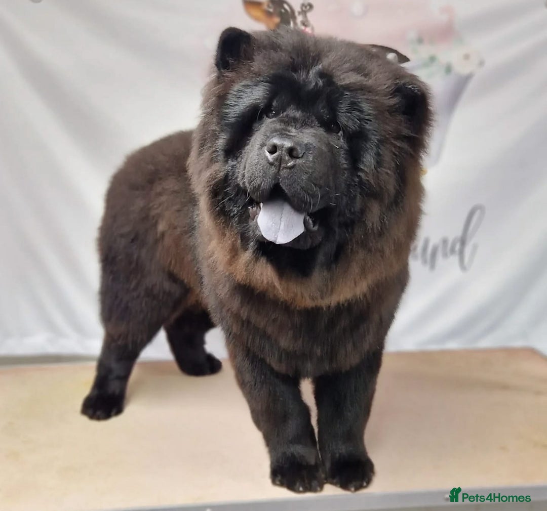 Chow Chow dogs for sale: Big bear  - Image 2