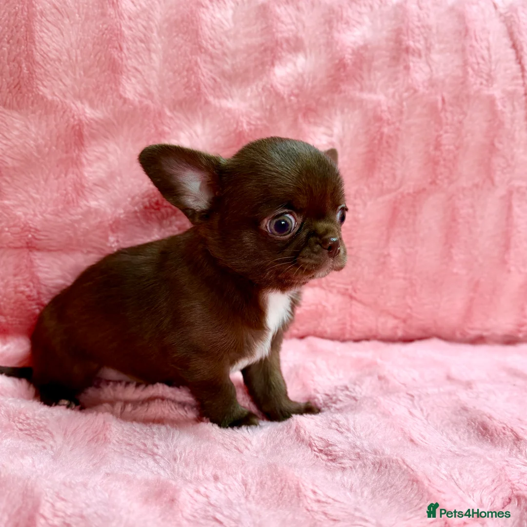 Chihuahua dogs for sale: Chihuahua girls  - Advert 3