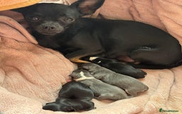 Chihuahua dogs for sale: Beautiful chihuahua Pups for sale  - Image 9