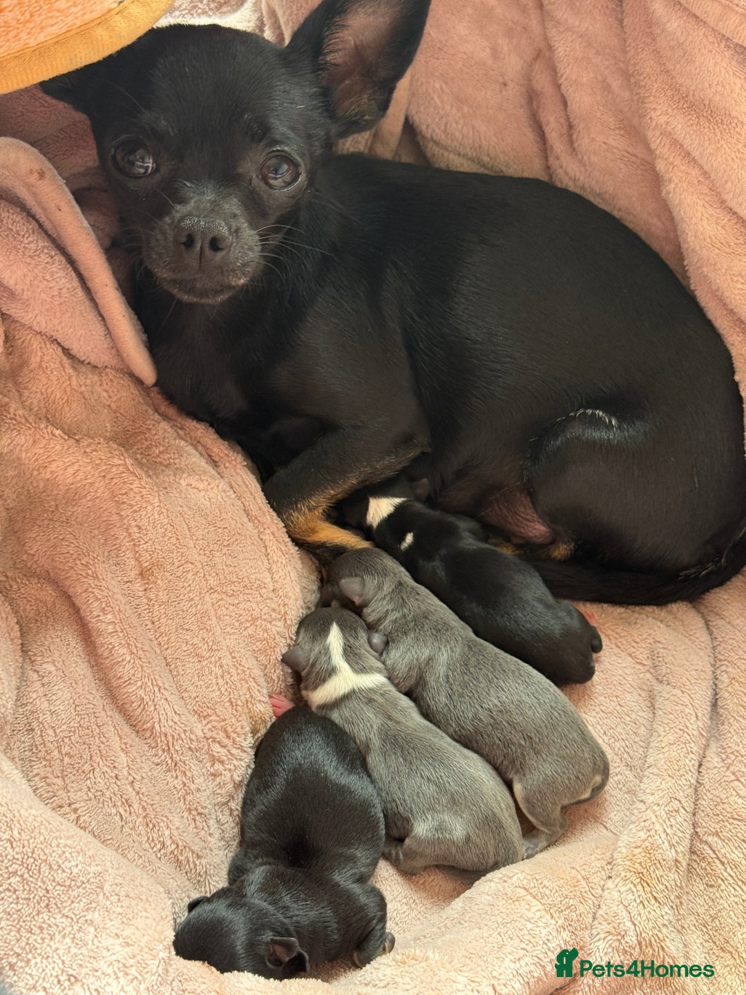 Chihuahua dogs for sale: Beautiful chihuahua Pups for sale  - Image 9