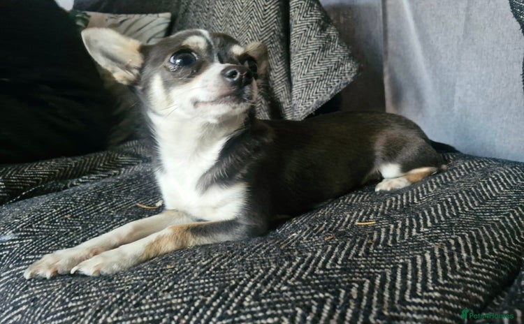 Chihuahua dogs - Advert 3