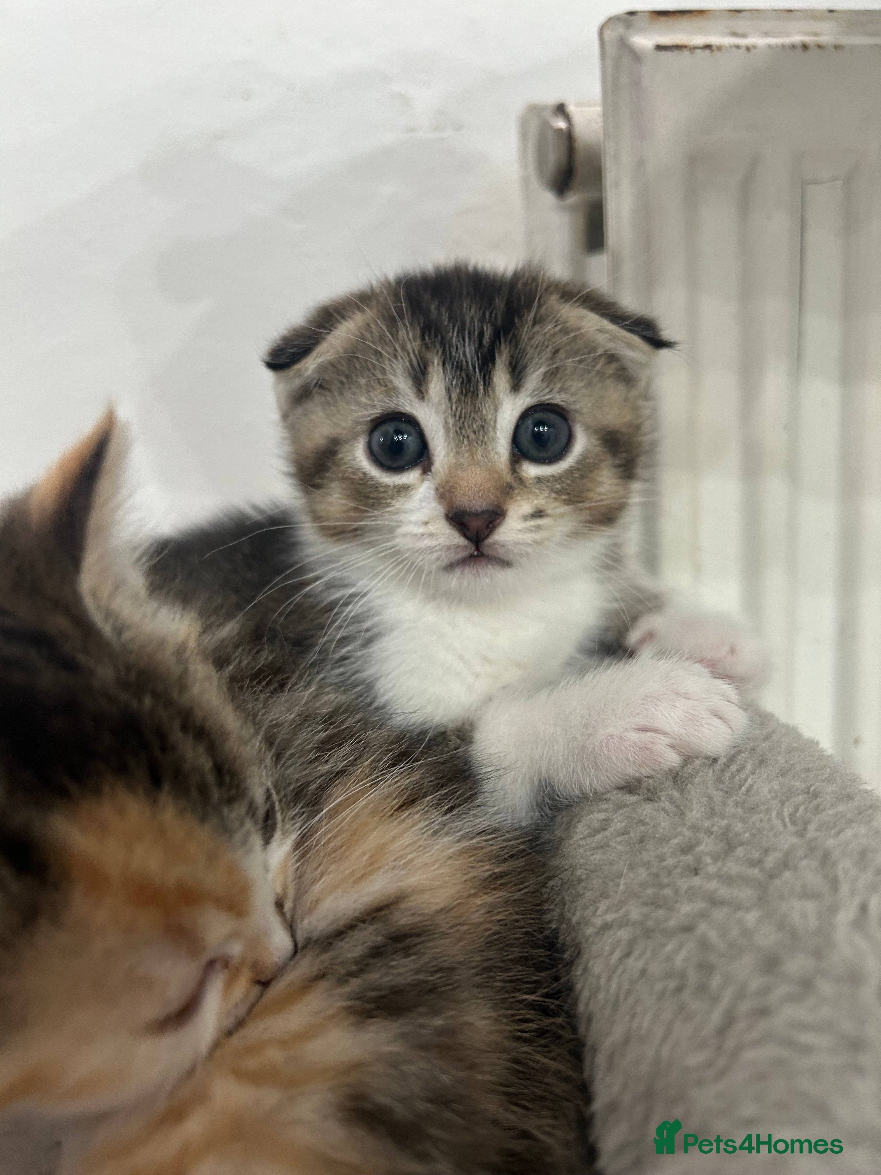 Scottish Fold cats Scottish Fold  - Advert 1