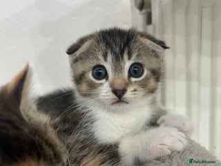 Scottish Fold cats Scottish Fold - Advert 1